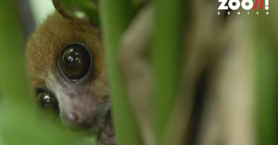 Zooh_Zurich Zooh_Zurich